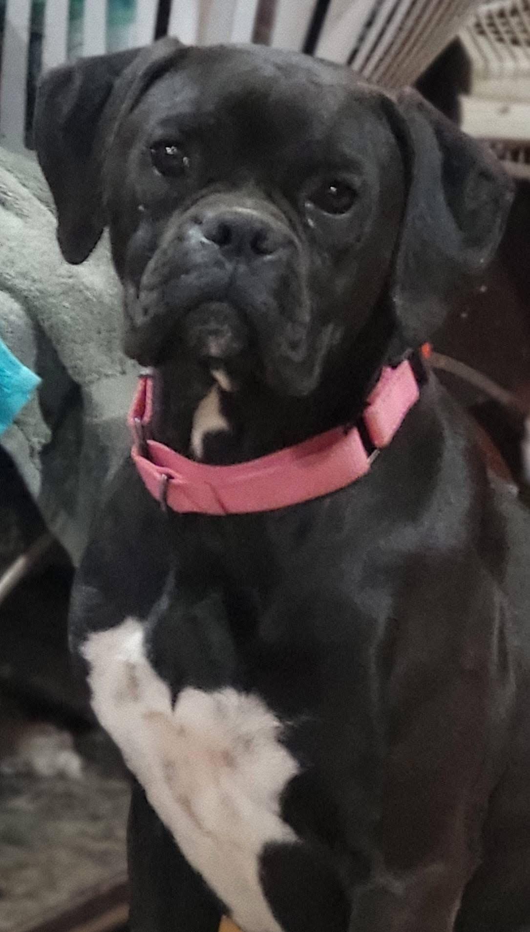 Enlarge Winnie, a ADOPTABLE Boxer in Fountaintown, IN image 2/5