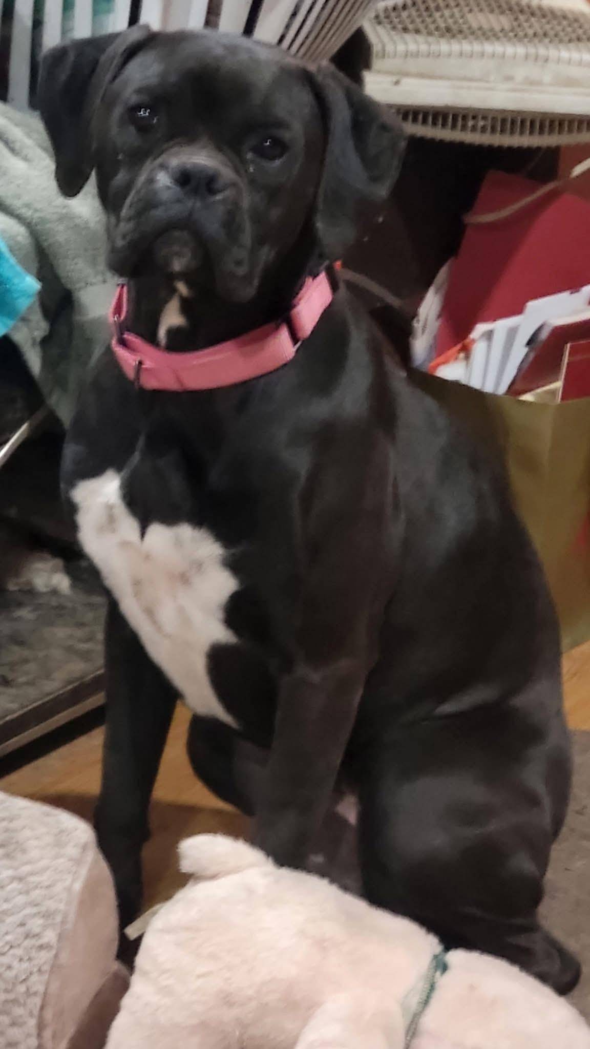 Winnie, ADOPTABLE, Young Female Boxer.