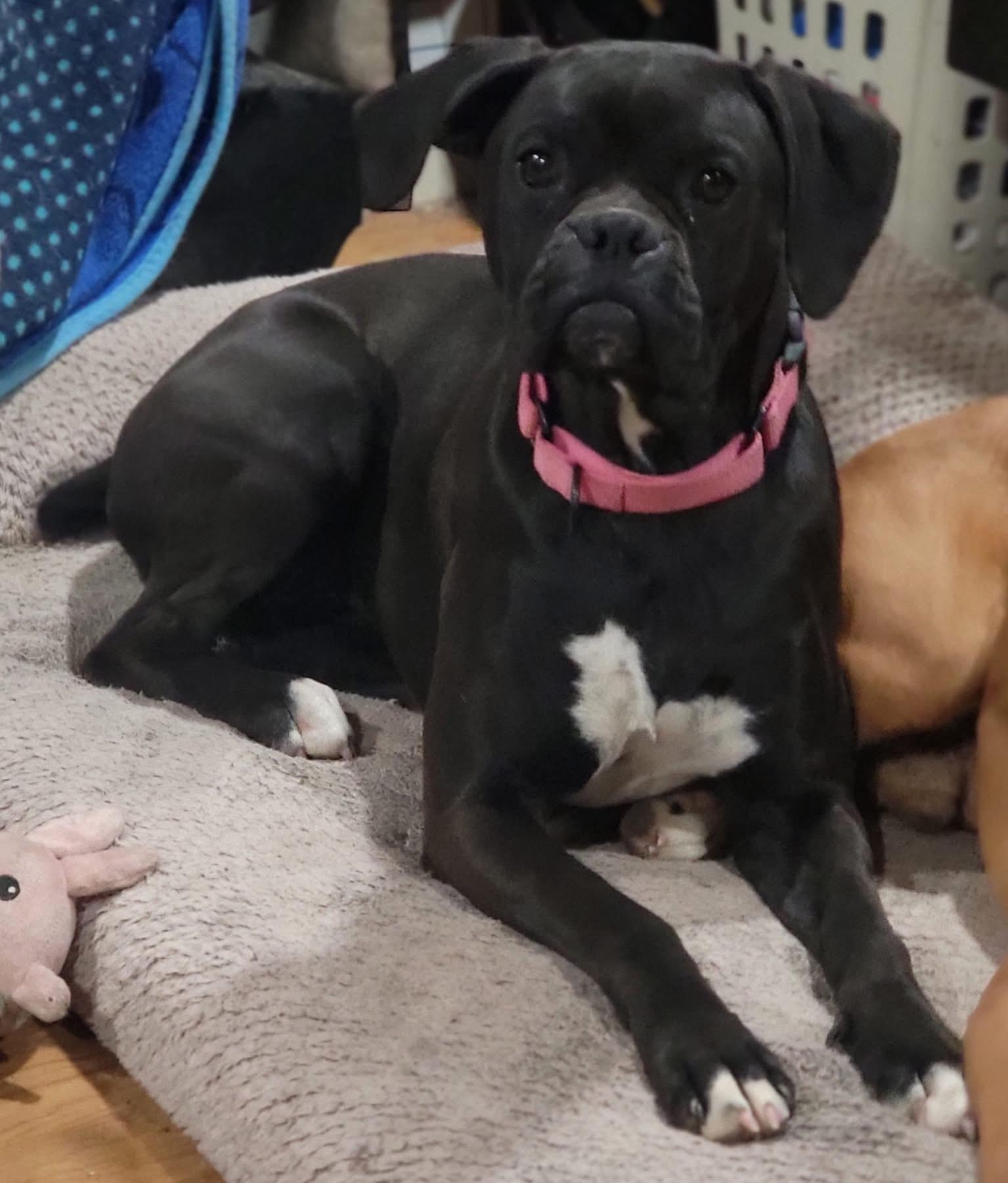 Enlarge Winnie, a ADOPTABLE Boxer in Fountaintown, IN image 5/5