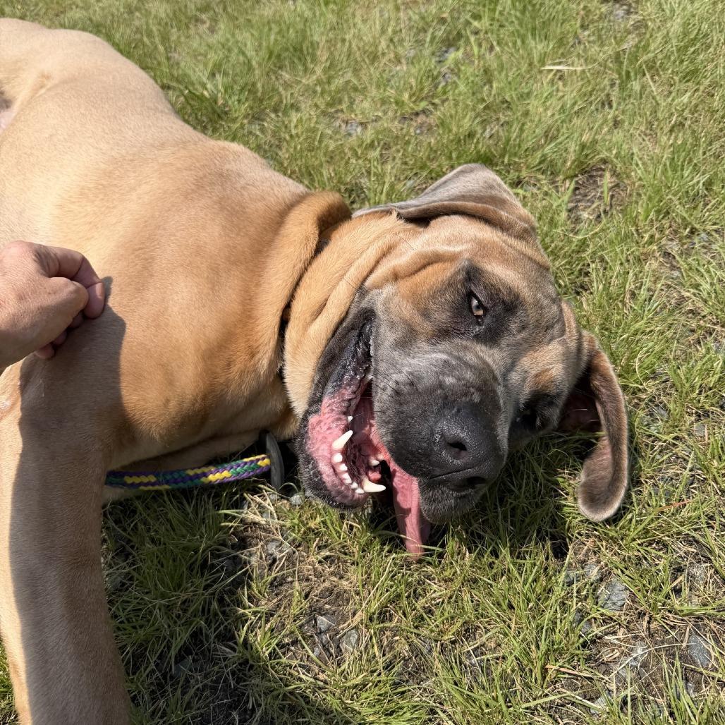Enlarge Manila, a Adoptable Mastiff in Ridgely, MD image 1/4