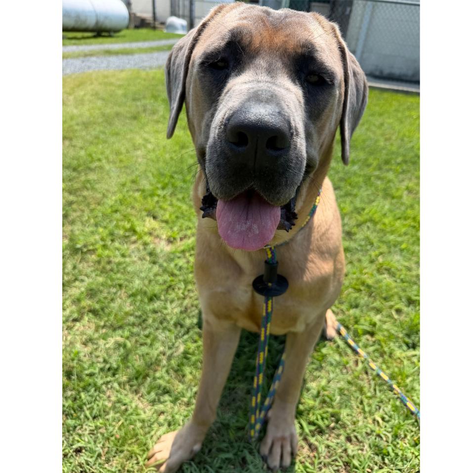 Enlarge Manila, a Adoptable Mastiff in Ridgely, MD image 2/4