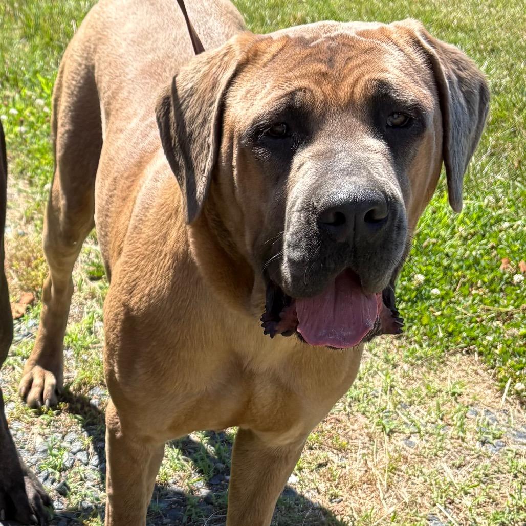 Enlarge Manila, a Adoptable Mastiff in Ridgely, MD image 3/4