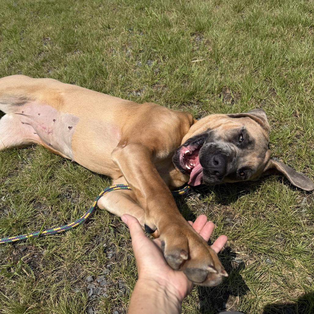 Enlarge Manila, a Adoptable Mastiff in Ridgely, MD image 4/4