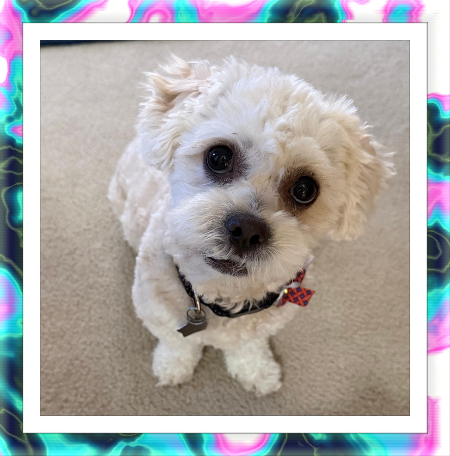 Mango - AZ, ADOPTABLE, Young Male Bichon Frise.