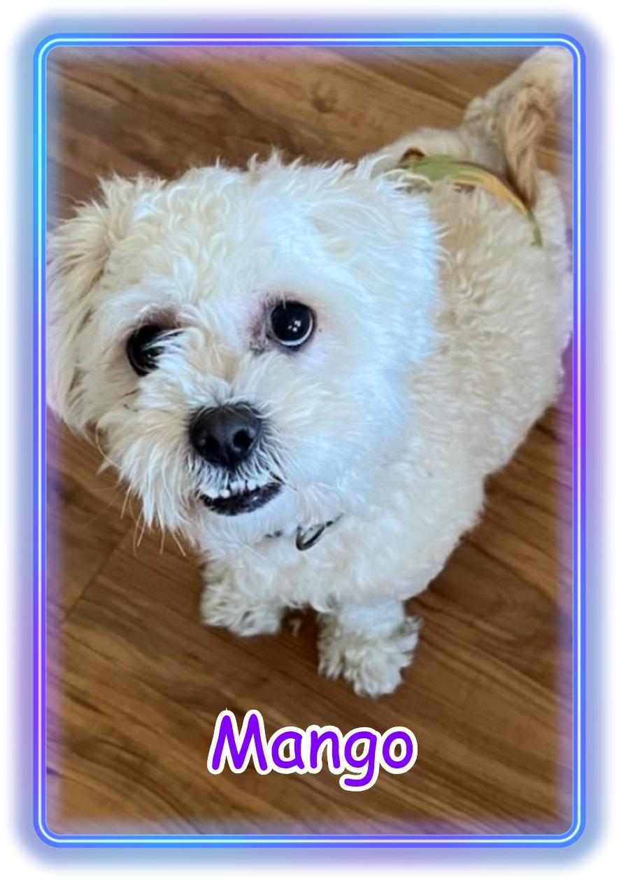 Mango - AZ, ADOPTABLE, Young Male Bichon Frise.