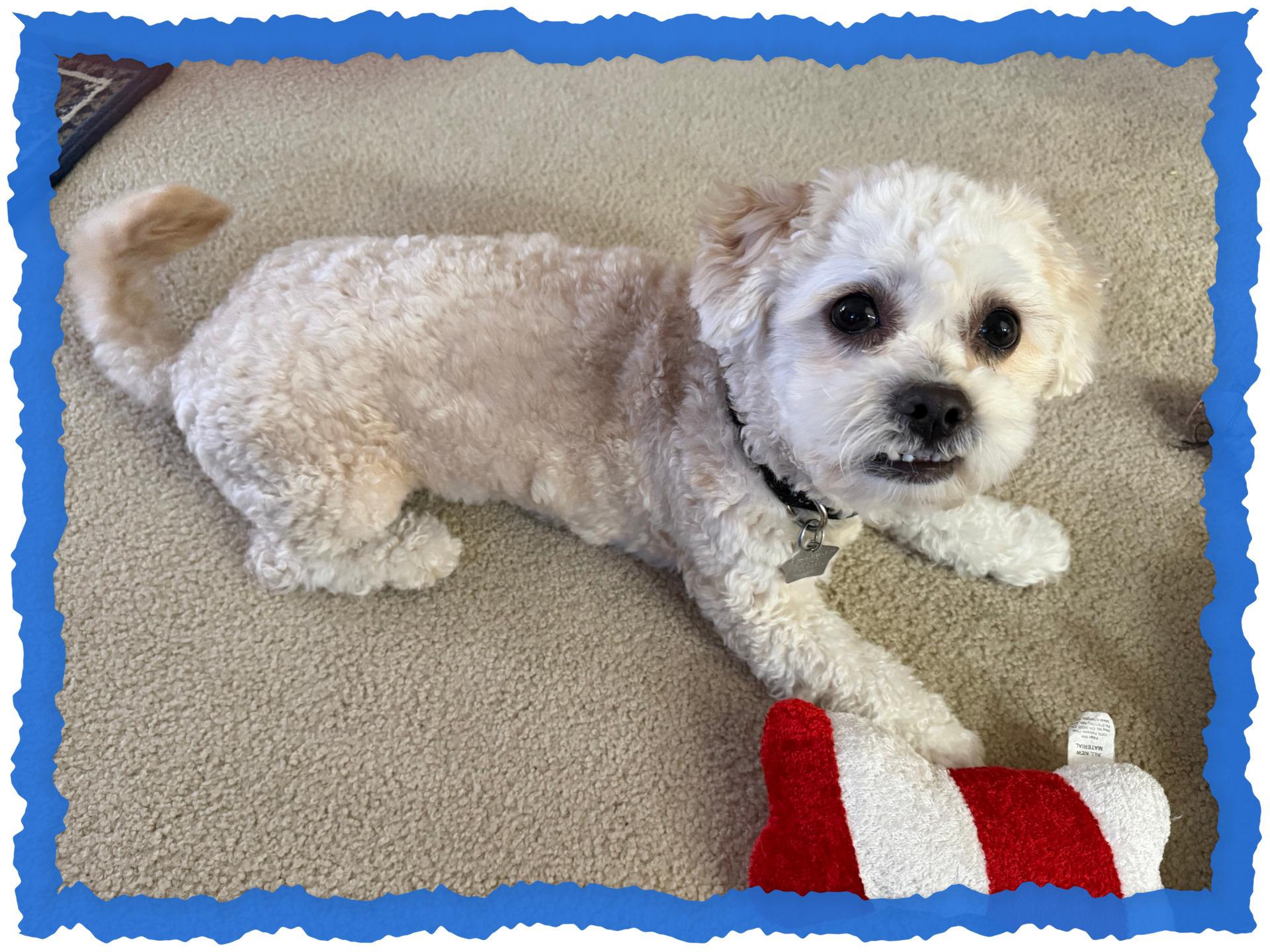 Mango - AZ, a ADOPTABLE mixed breed in Phoenix, AZ image 2/2