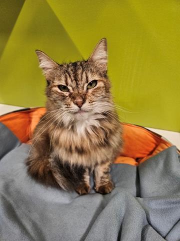 PRISCILLA, Adoptable, Adult Female Domestic Short Hair.