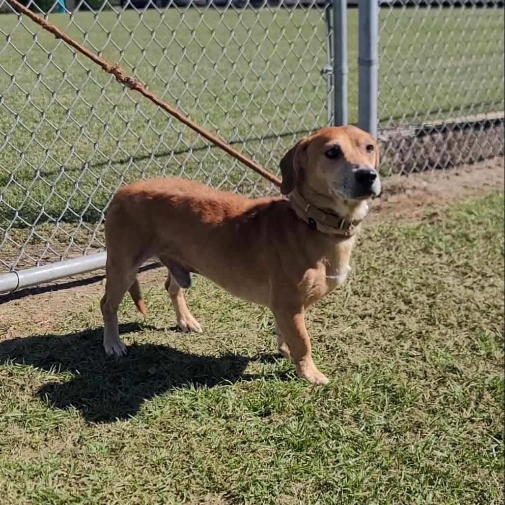 TJ, a Adoptable mixed breed in Smithfield, NC image 1/2