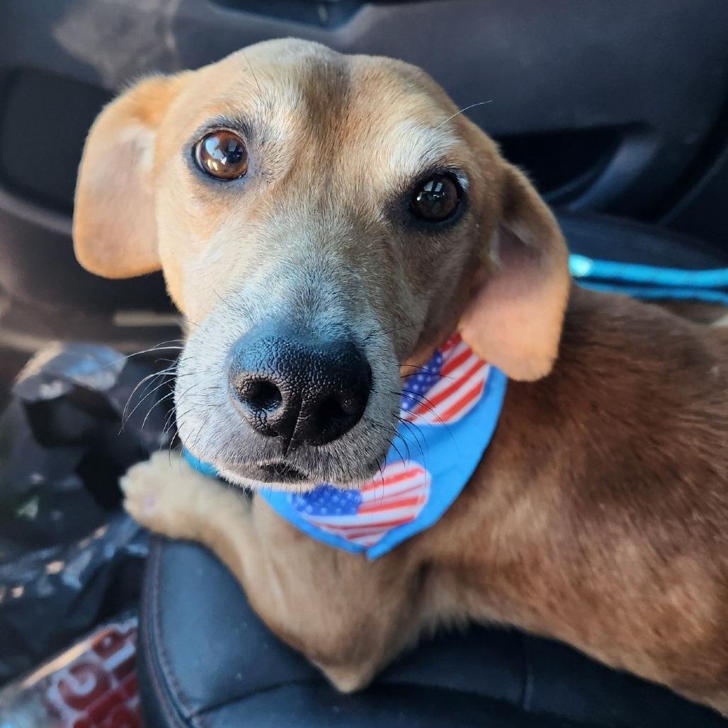 TJ, a Adoptable mixed breed in Smithfield, NC image 2/2