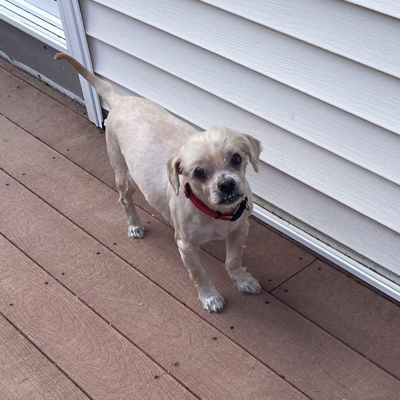 Enlarge Bentley, a Adoptable Shih Tzu in West Greenwich, RI image 1/6