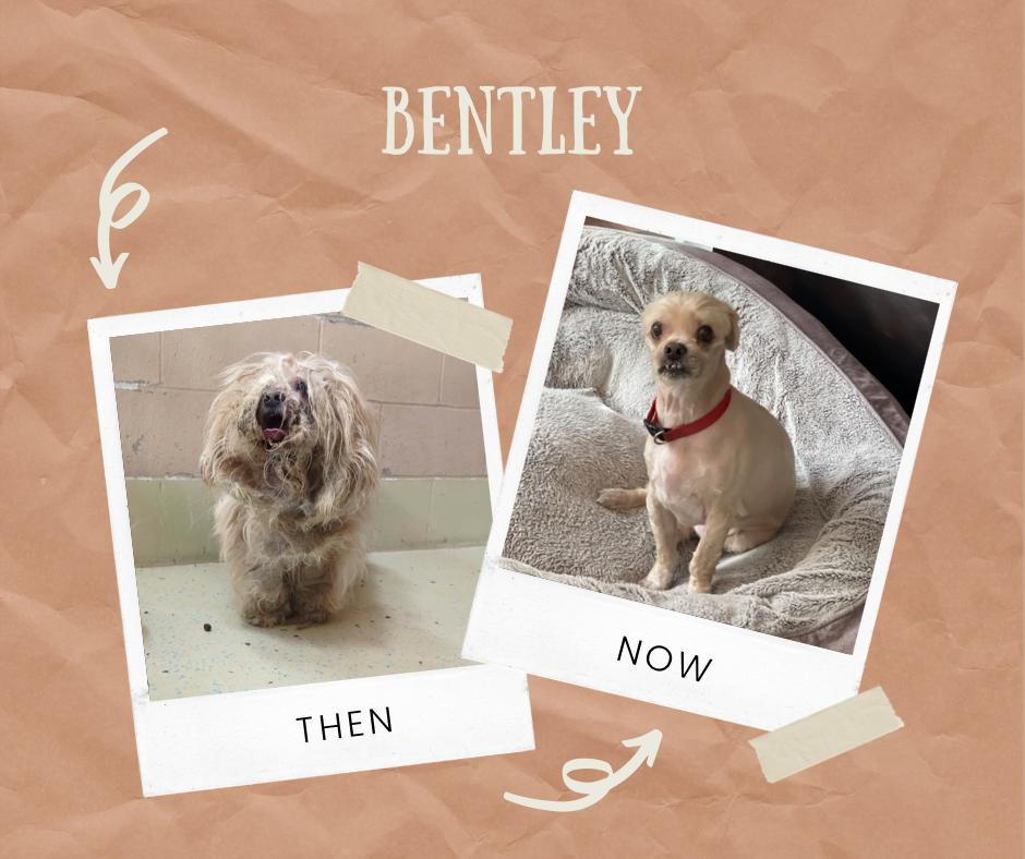 Enlarge Bentley, a Adoptable Shih Tzu in West Greenwich, RI image 3/6