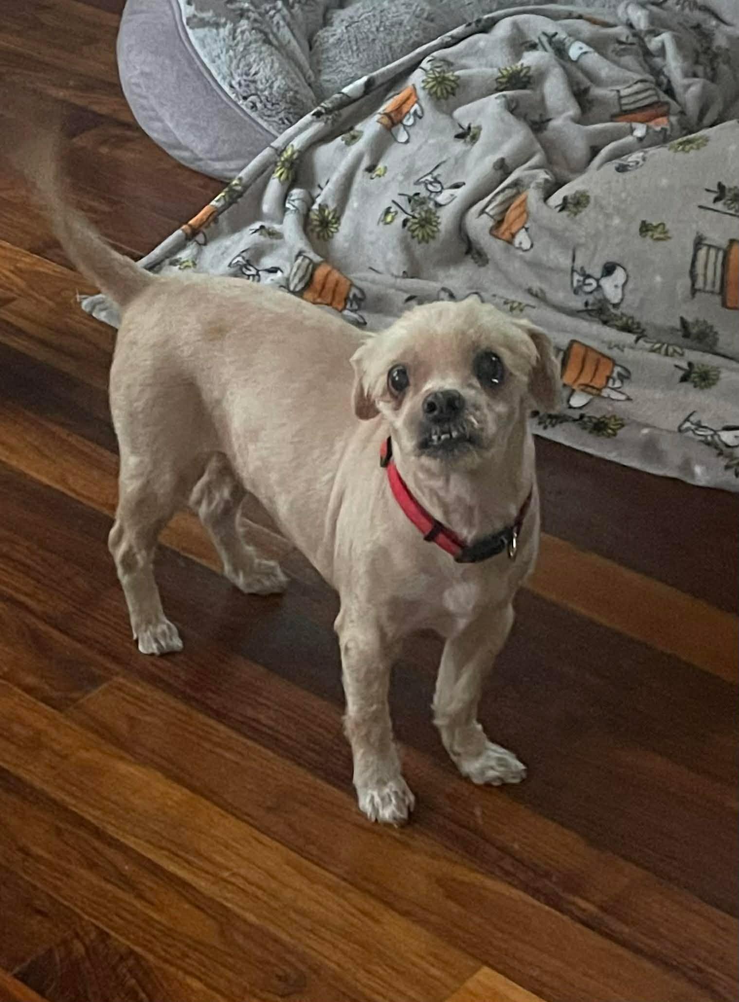 Enlarge Bentley, a Adoptable Shih Tzu in West Greenwich, RI image 6/6