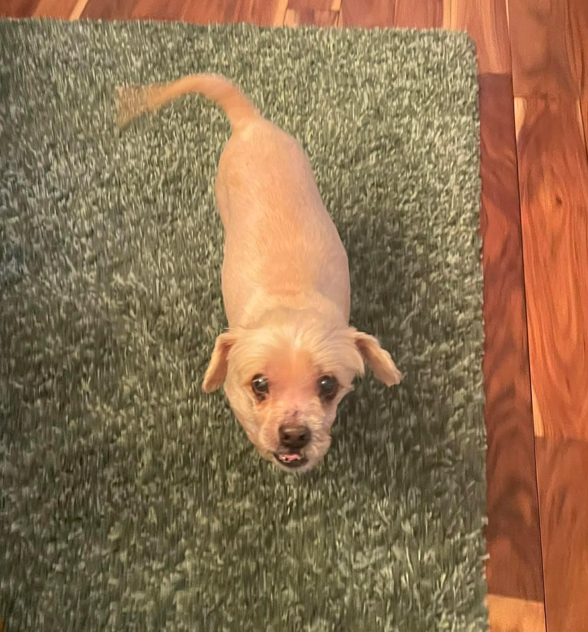 Enlarge Bentley, a Adoptable Shih Tzu in West Greenwich, RI image 5/6