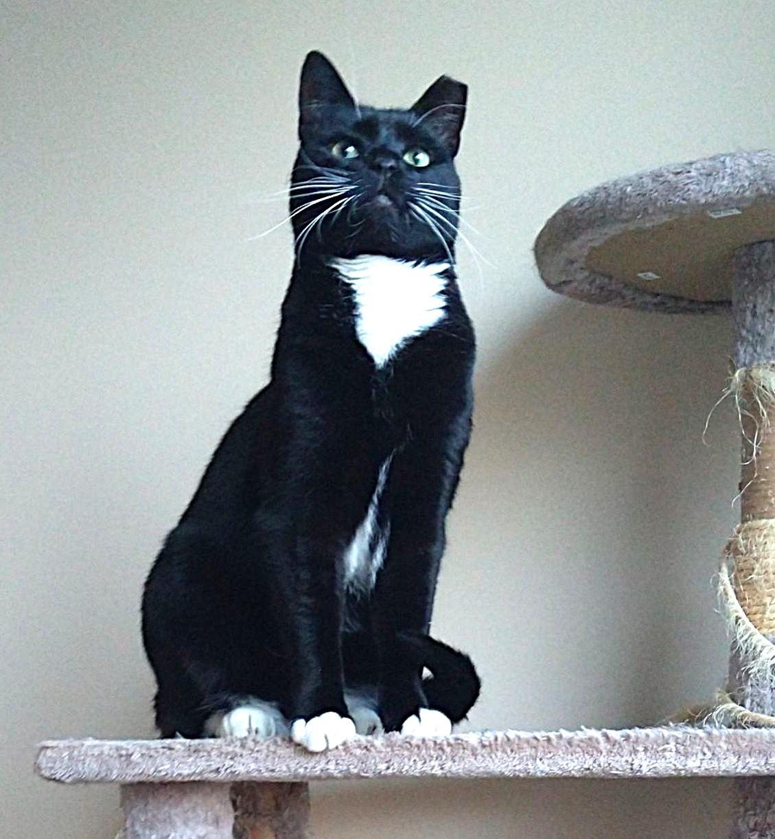 JACKSON, a Adoptable Tuxedo in Saddle River, NJ image 6/7