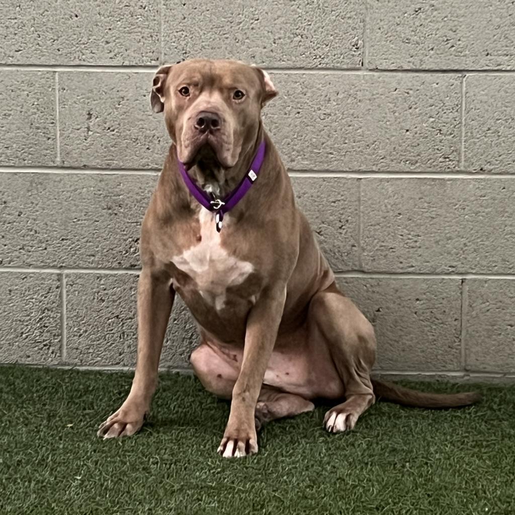 Perry, a Adoptable Pit Bull Terrier in Los Angeles, CA image 2/6