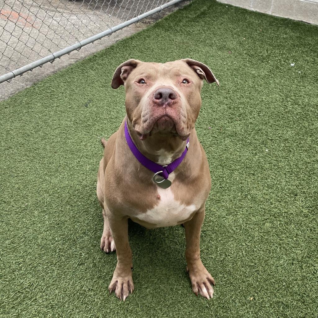 Perry, a Adoptable Pit Bull Terrier in Los Angeles, CA image 3/6