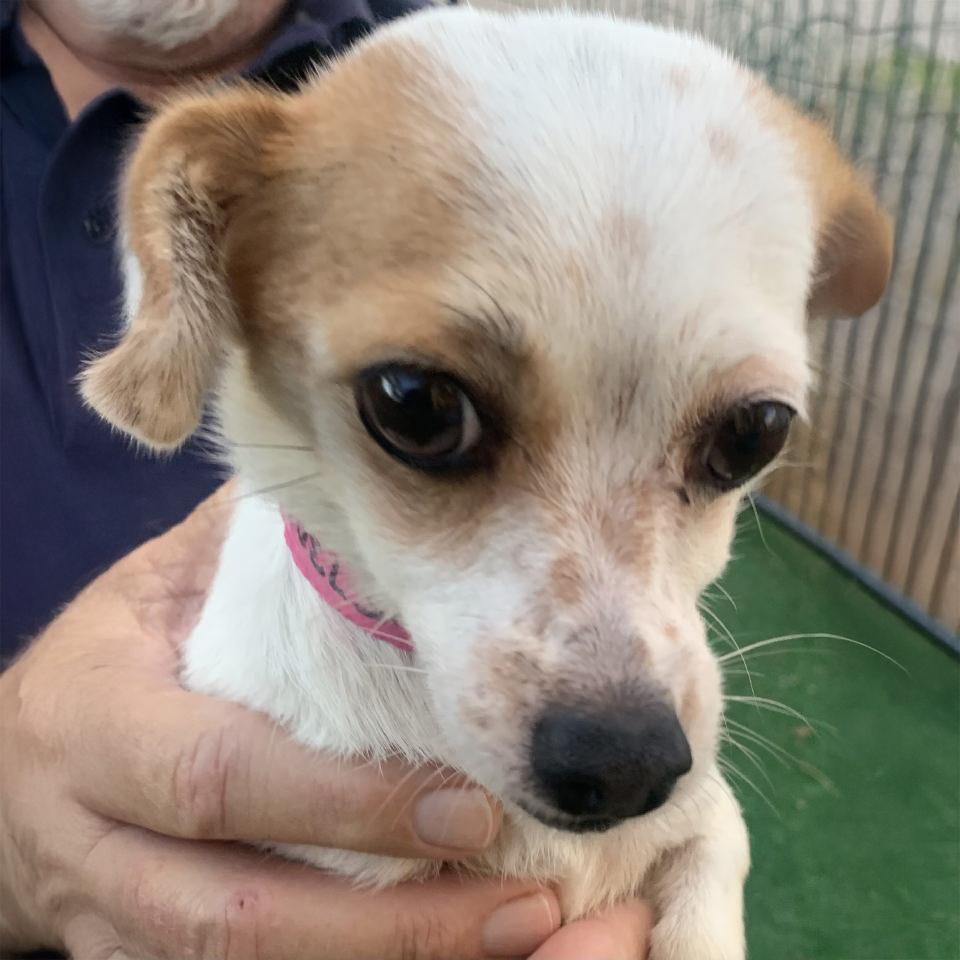 Chi, Adoptable, Young Female Chihuahua.