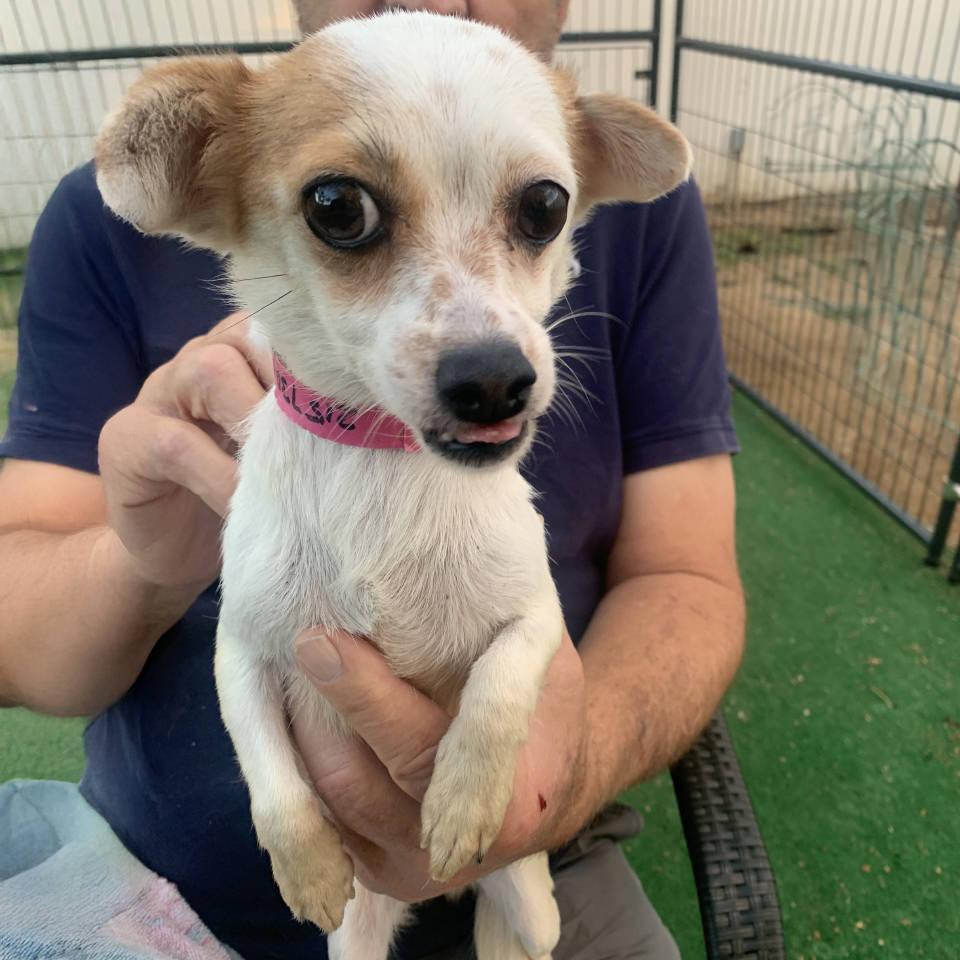 Enlarge Chi, a Adoptable Chihuahua in Burbank, CA image 2/2
