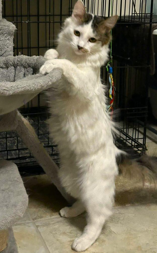 Emma, ADOPTABLE, Kitten Female Domestic Short Hair.