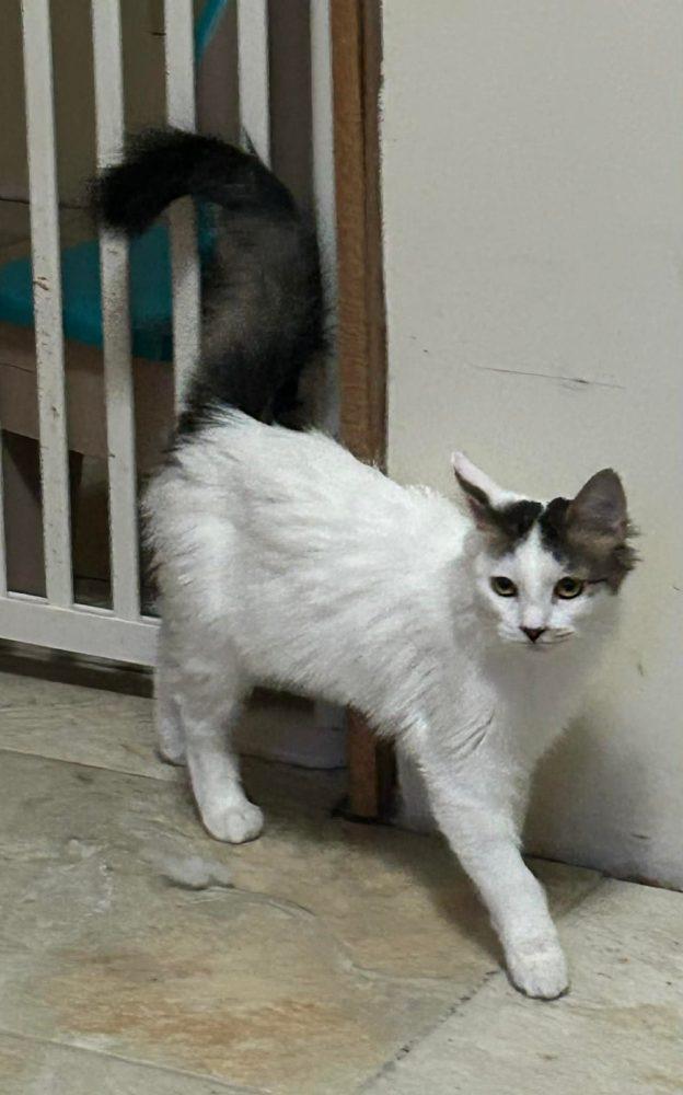 Enlarge Emma, a ADOPTABLE Domestic Short Hair in Wasilla, AK image 1/1