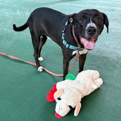 Fortnight, a Adoptable mixed breed in Richmond, VA image 2/3