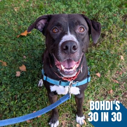 Fortnight, a Adoptable mixed breed in Richmond, VA image 3/3