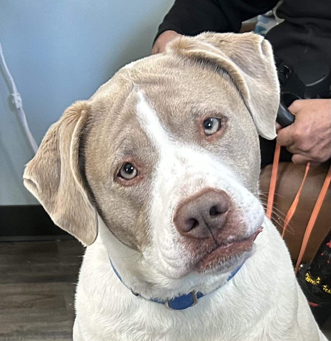 Sadie Golden, adopted, Adult Female Weimaraner & Labrador Retriever.