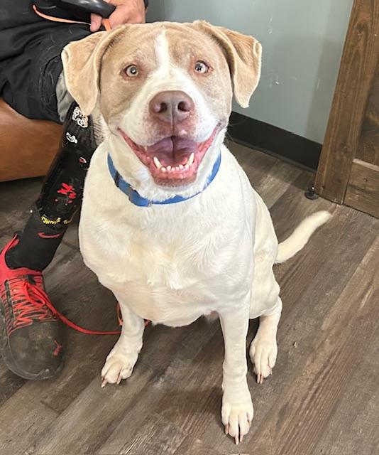 Enlarge Sadie Golden, an adopted mixed breed in Woburn, MA image 5/6