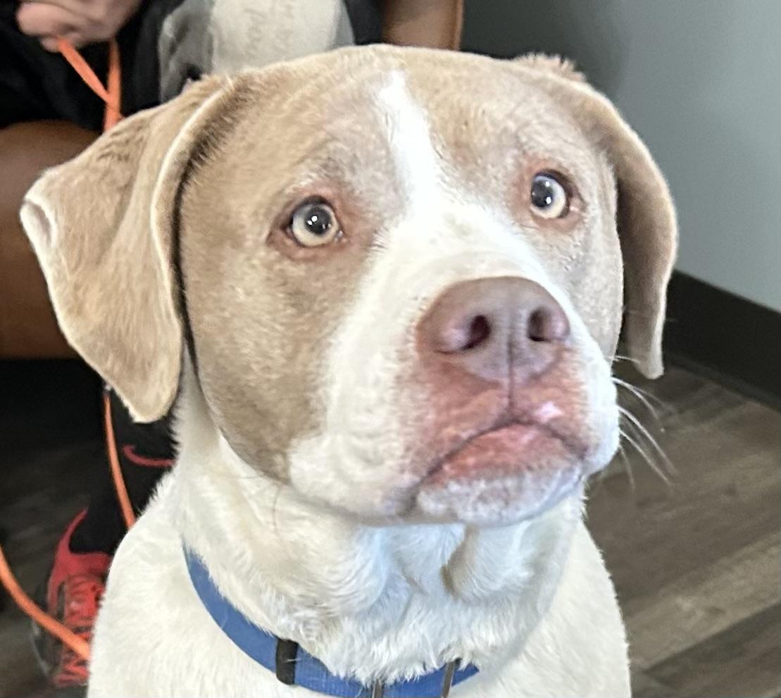 Enlarge Sadie Golden, an adopted mixed breed in Woburn, MA image 4/6