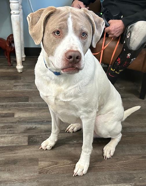 Enlarge Sadie Golden, an adopted mixed breed in Woburn, MA image 3/6