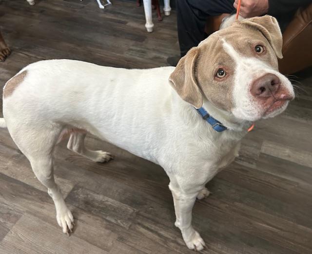 Enlarge Sadie Golden, an adopted mixed breed in Woburn, MA image 2/6