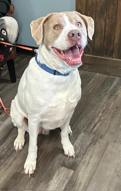 Enlarge Sadie Golden, an adopted mixed breed in Woburn, MA image 6/6