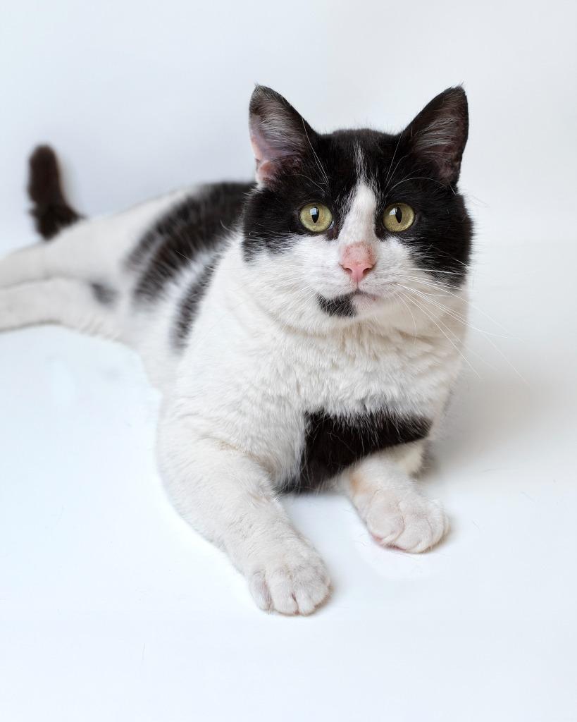 Enlarge Spencer, a Adoptable mixed breed in Boone, IA image 1/2