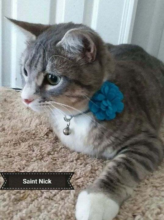 St.Nick, a Adoptable American Shorthair in Essex, CT image 1/4