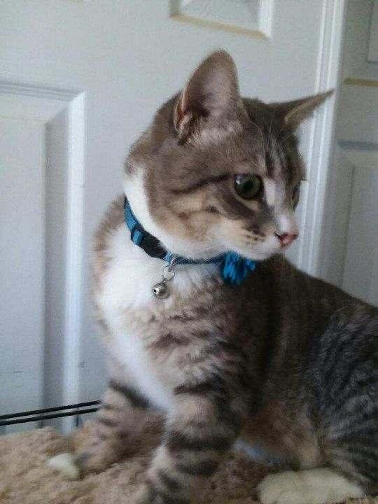 St.Nick, a Adoptable American Shorthair in Essex, CT image 3/4