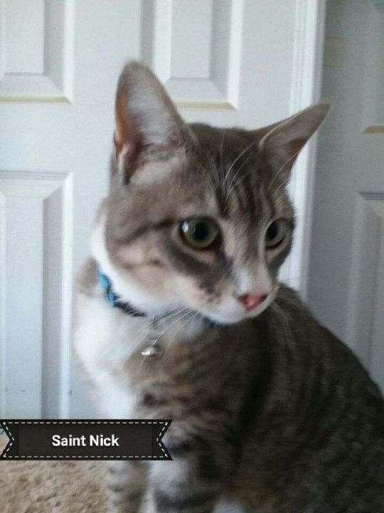 St.Nick, a Adoptable American Shorthair in Essex, CT image 4/4
