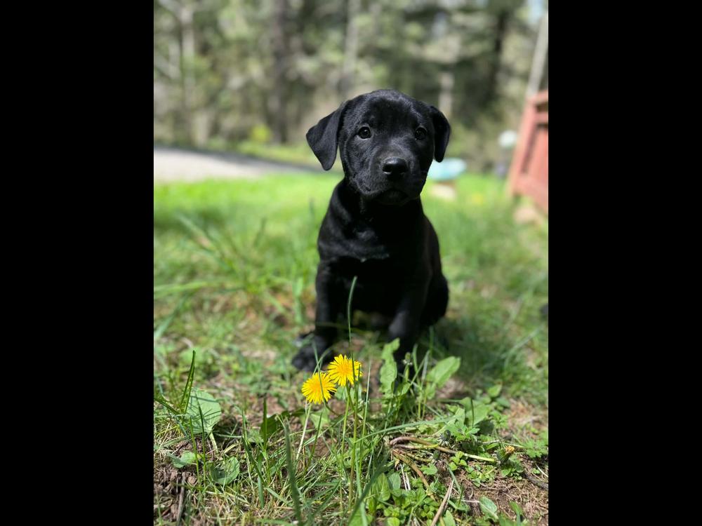 Enlarge Timber, a Adoptable mixed breed in Vancouver, WA image 1/1