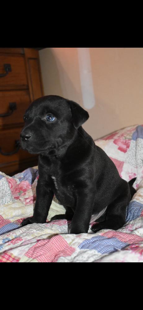 Enlarge Timber, a Adoptable mixed breed in Vancouver, WA image 1/1