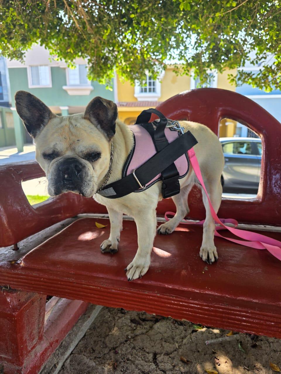 jisoo, Adoptable, Senior Female French Bulldog.