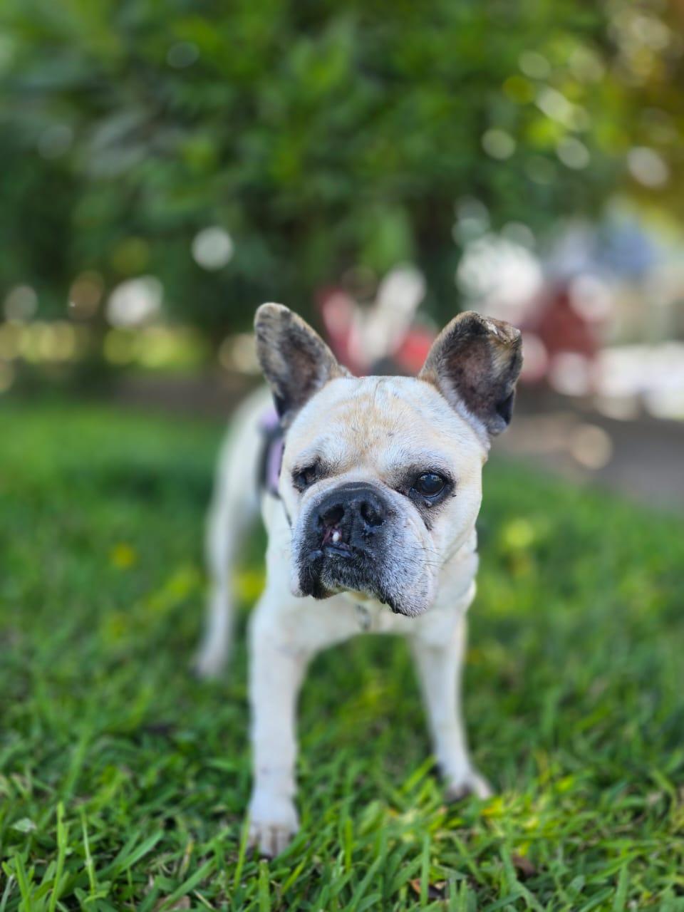 jisoo, a Adoptable French Bulldog in Tijuana, BCN image 2/5