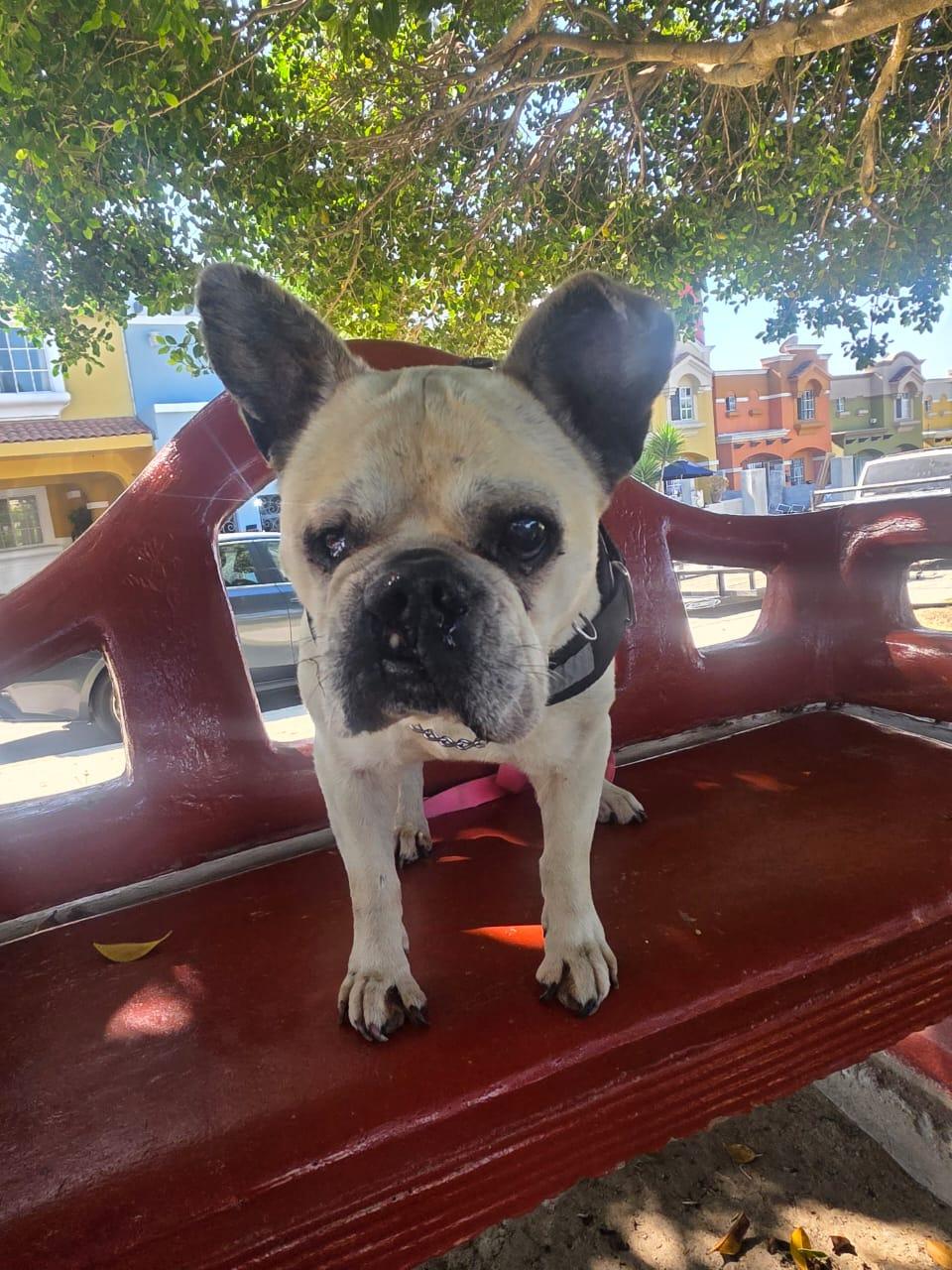 jisoo, a Adoptable French Bulldog in Tijuana, BCN image 4/5