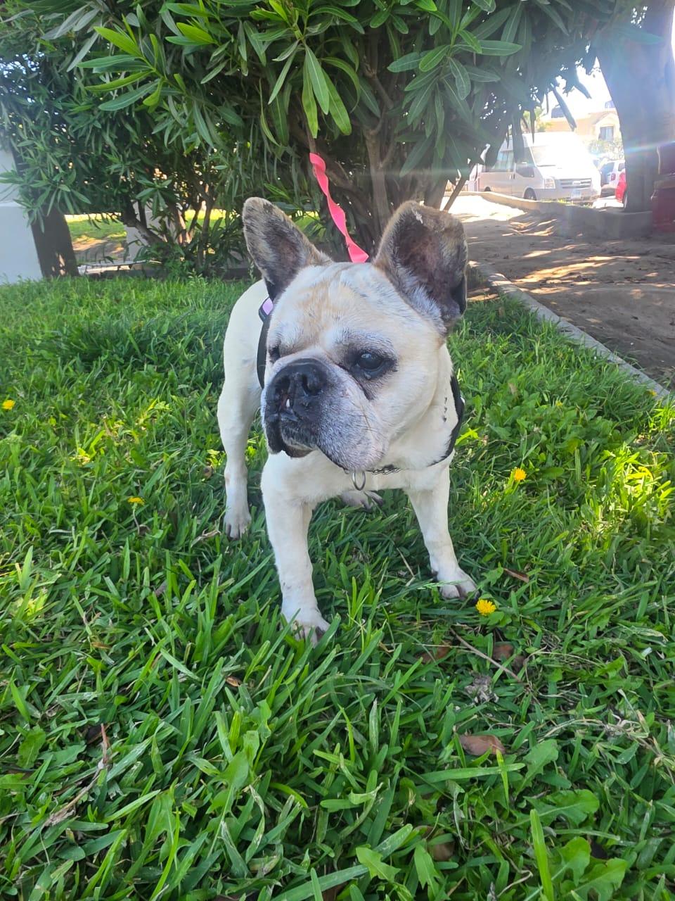jisoo, a Adoptable French Bulldog in Tijuana, BCN image 5/5