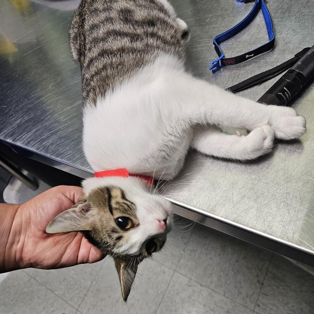 Crunchy Toast — thumbnail 2