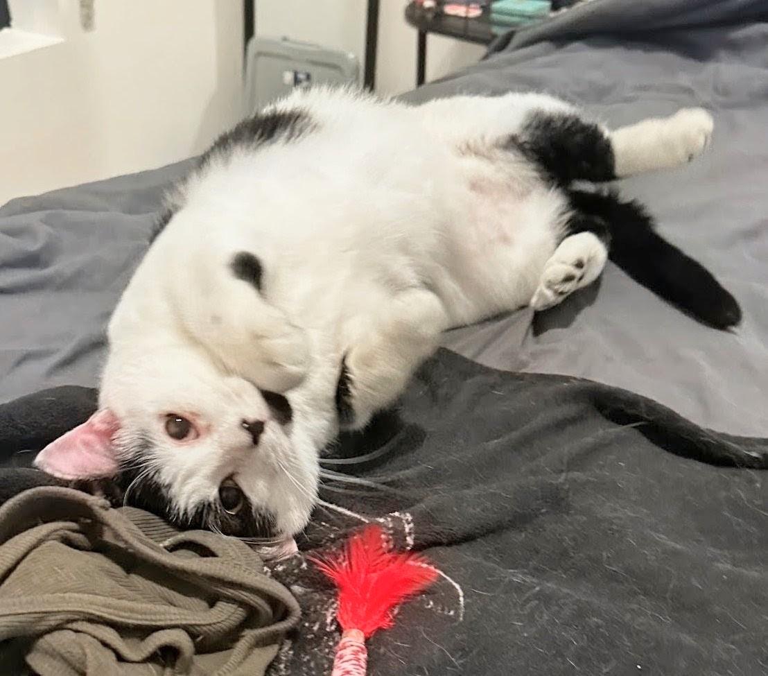 Enlarge Domino and Scrabble, a Adoptable Domestic Short Hair in Melrose, MA image 2/5