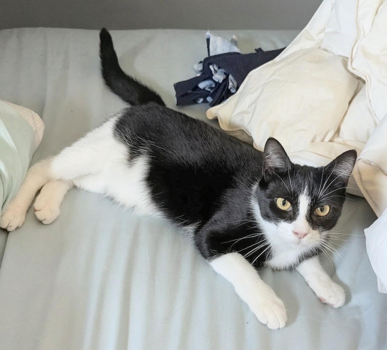 Enlarge Domino and Scrabble, a Adoptable Domestic Short Hair in Melrose, MA image 5/5