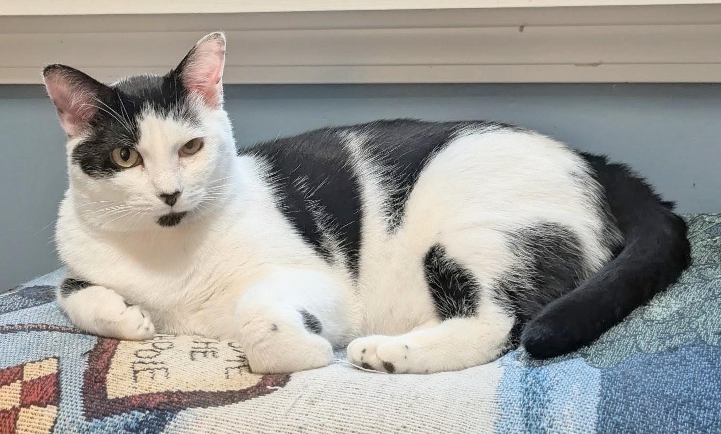 Enlarge Domino and Scrabble, a Adoptable Domestic Short Hair in Melrose, MA image 4/5