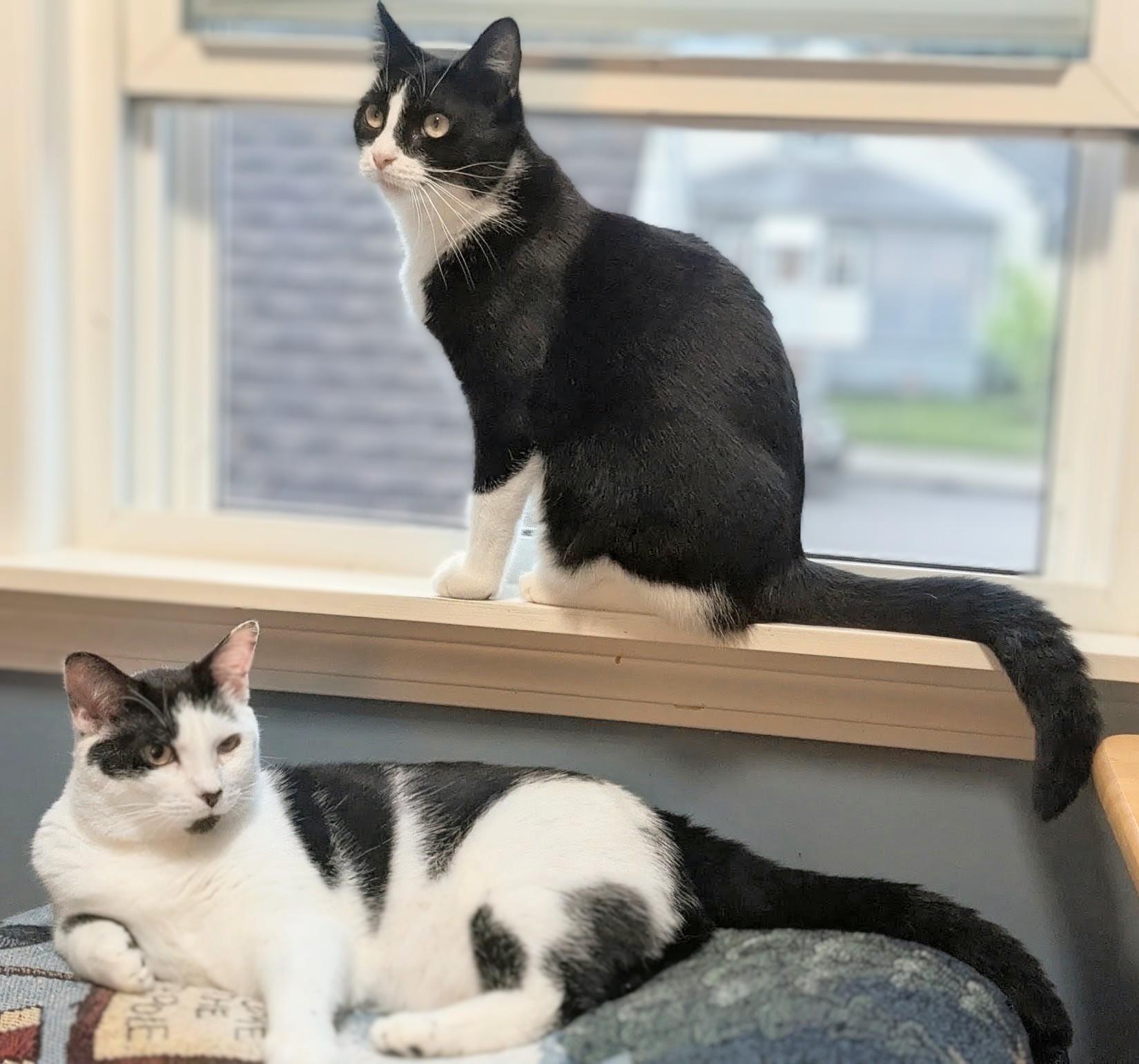 Domino and Scrabble, Adoptable, Young Male Domestic Short Hair.