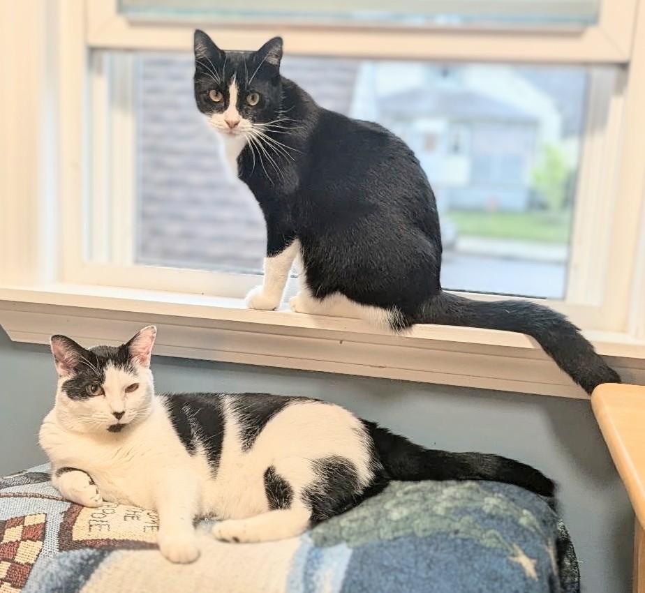 Enlarge Domino and Scrabble, a Adoptable Domestic Short Hair in Melrose, MA image 3/5