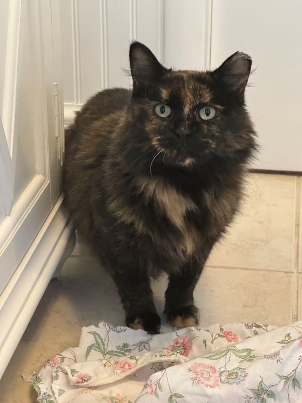 Chessie, Adopted, Adult Female Tortoiseshell.