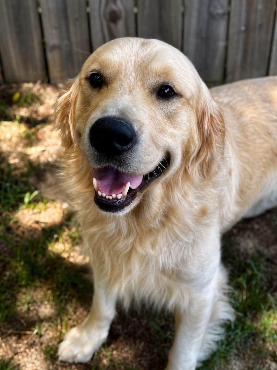 Boomer, adopted, Adult Male Golden Retriever.